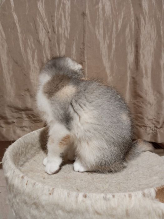 Продам шотландскую кошечку.