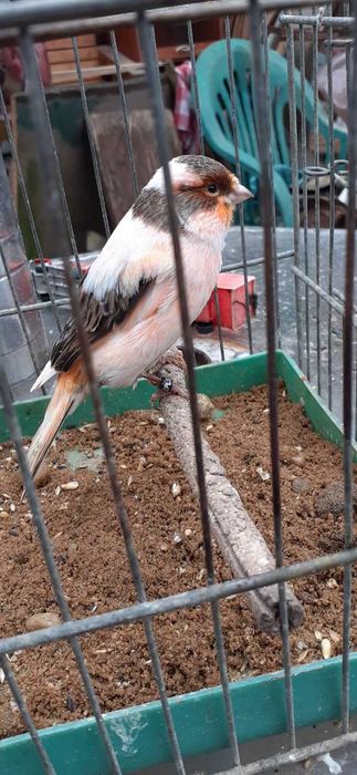 kanarki samce i samice