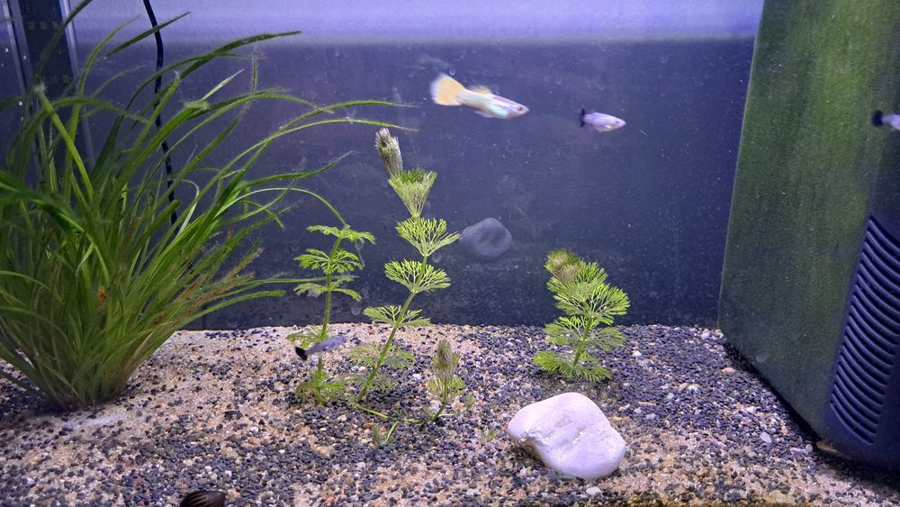 Lote de peixes e Camarões