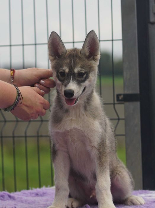 Chłopiec Siberian Husky