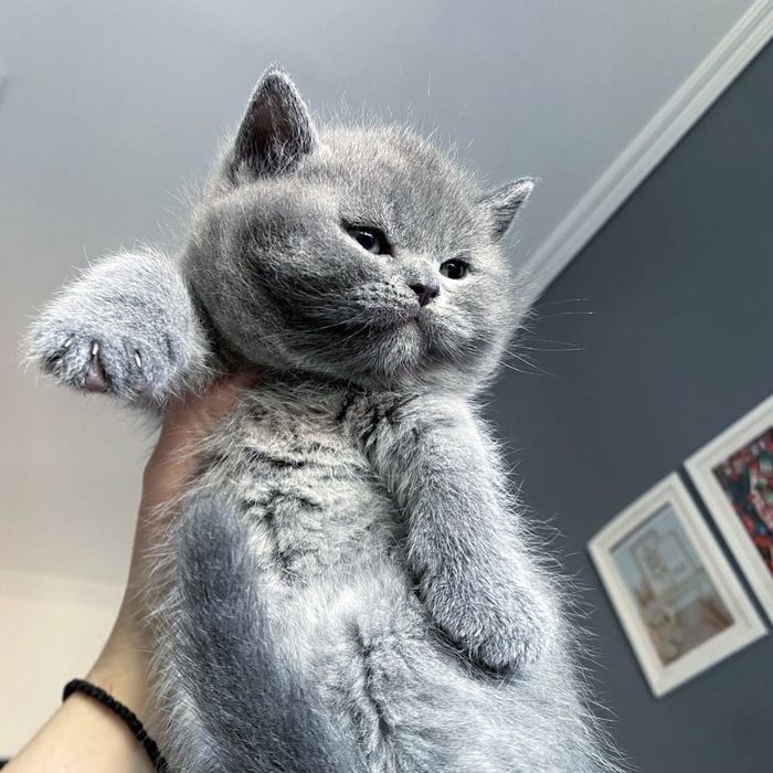 Короткошерстні ведмедики