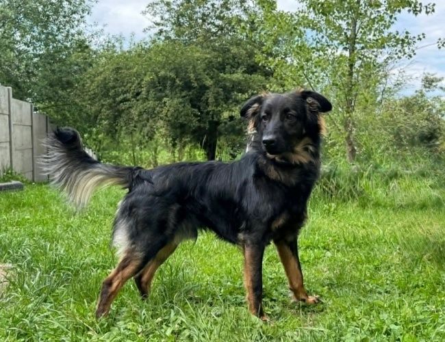 Grim do adopcji!