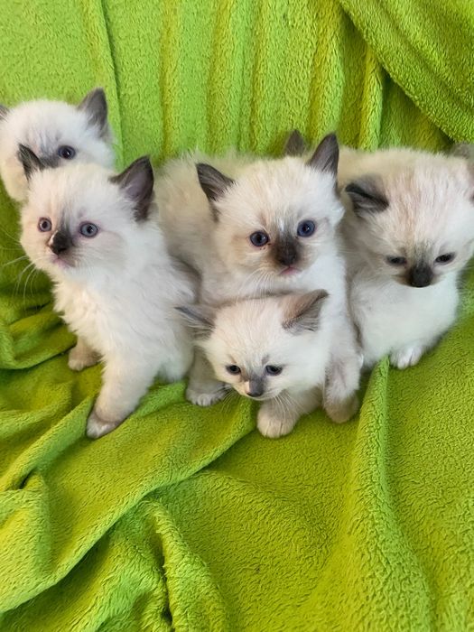 Ragdoll kot kocur koteczka rodzice FPL/FIFE