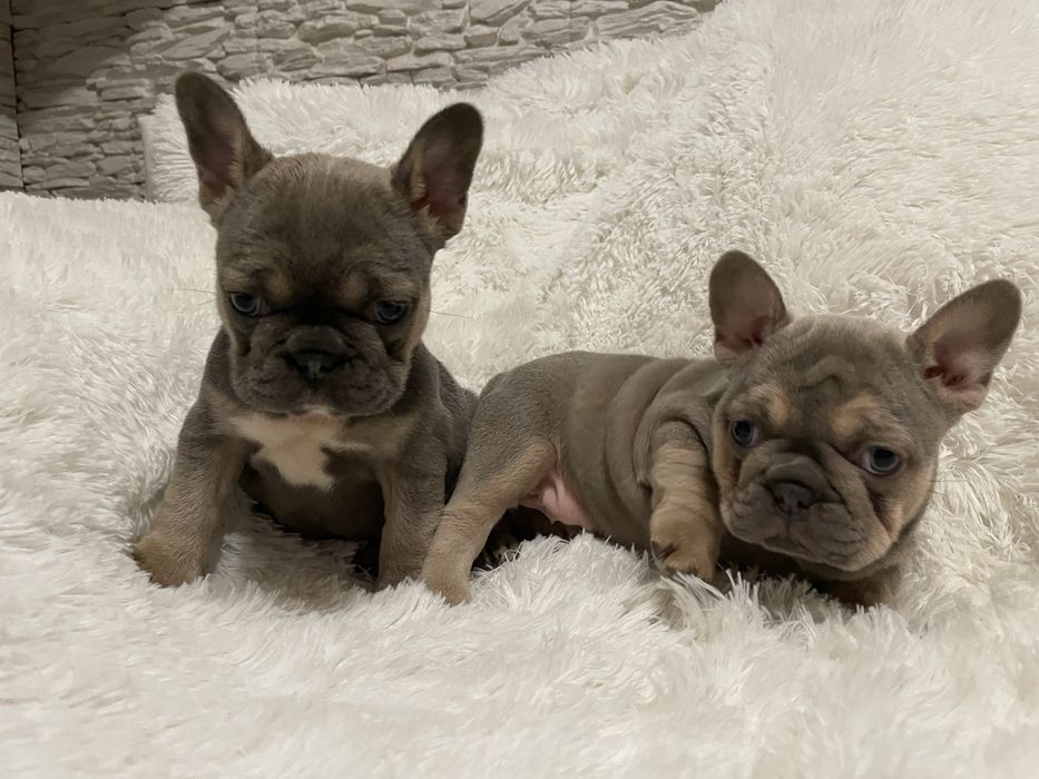 Buldog francuski suczka