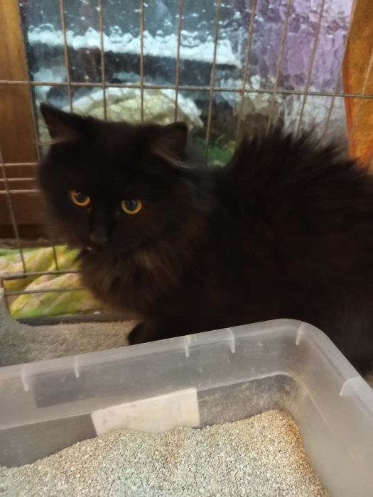 Długowlosy młody kocurek szuka domu niewychodzacego