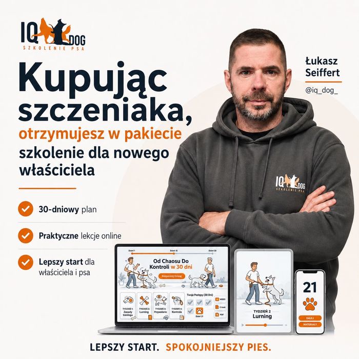Westie szczenię ur. 9.06.26 – zdrowie, stabilny charakter, przemyślany miot