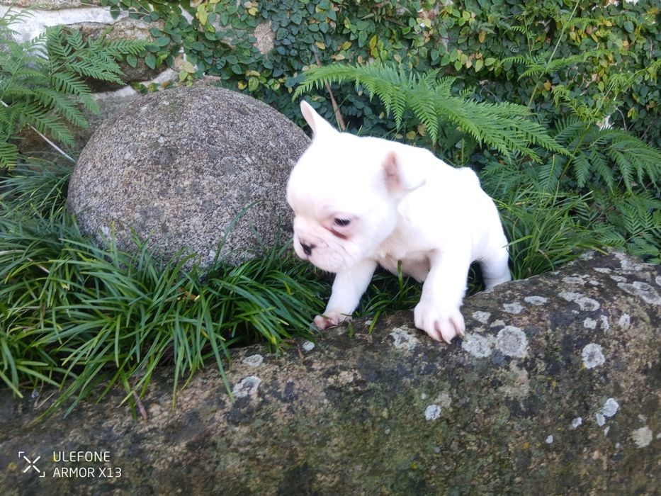 Bulldog  Francês
