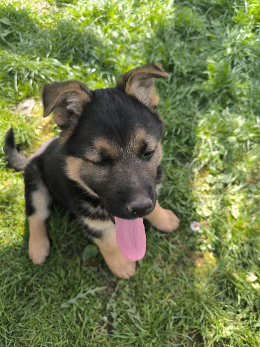 Продам собак вівчарки