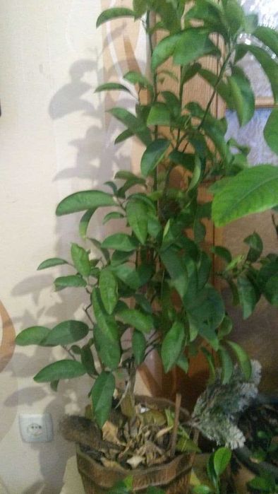 Апельсин (Сорт «Вашингтон Нэвил», или «Washington Navel»