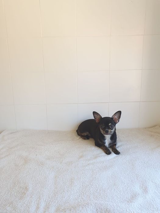 Chihuahua Menina