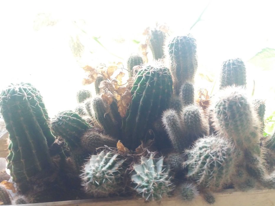 цветы саженцами отростками алое кактус каланхое  тещин язык лимон