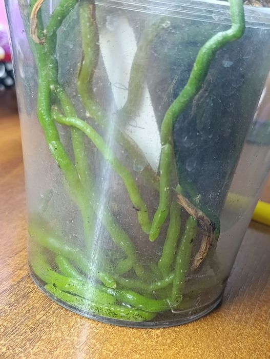 Орхидея фаленопсис Пиниф