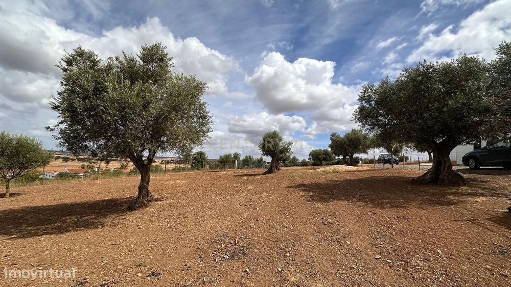 Quinta em Trigaches — 1 hectare em comunhão com a natureza