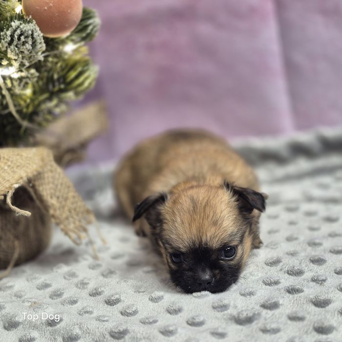 Chihuahua dziewczynka FCI