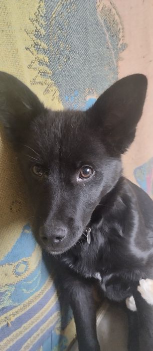 Песик шукає відповідальну родину