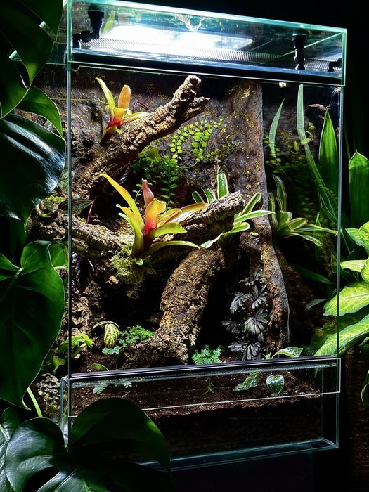 Terrarium na wymiar z aranżacją