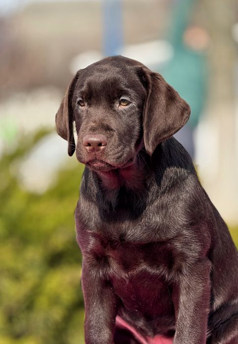 Сладкая шоколадная девочка!