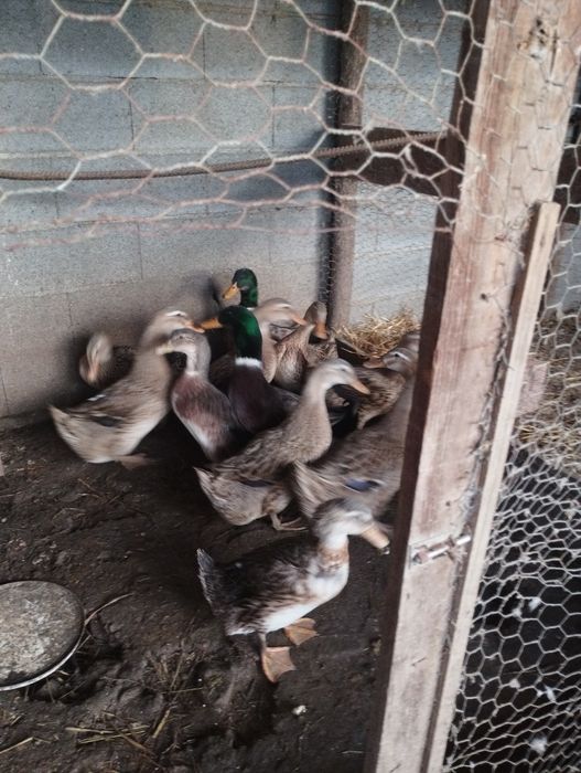 Vendo ovos de pata rouen