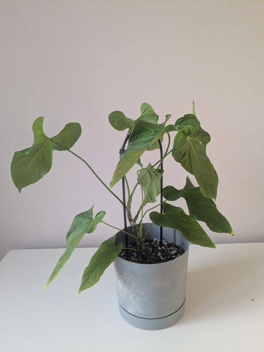 Anthurium balaoanum z osłonką duża doniczka