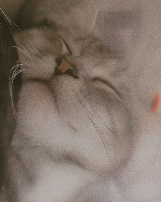 Silver tabby British Shorthair