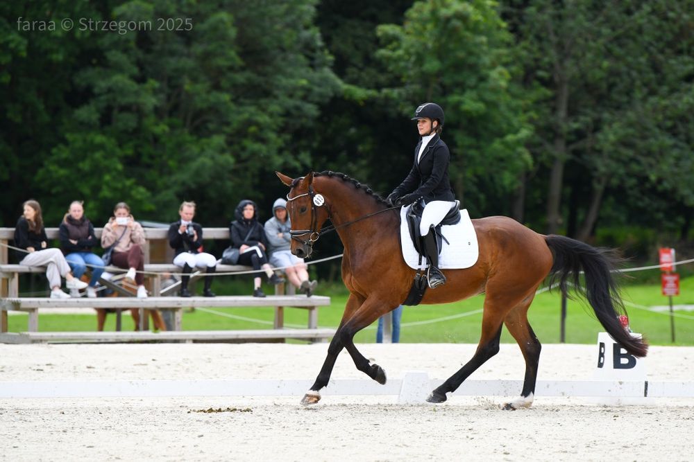 4letni przyszłościowy wałach oldenburski, TUV, po pierwszych startac