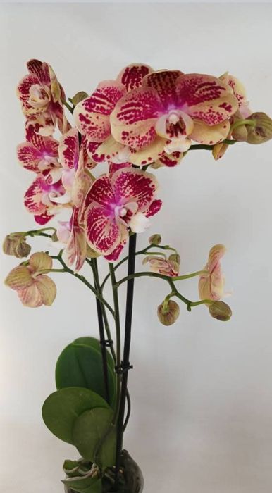 Орхидея BRAVO та Brainstorm на подарунок