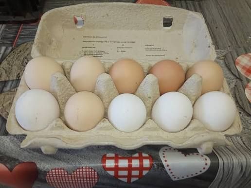 Sprzedam jaja kurze.