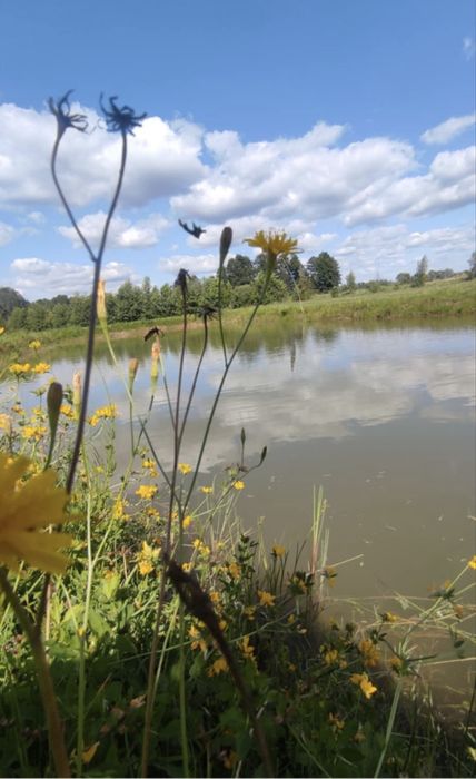 Działka rolna z łąką, lasem i stawem – 5,76 ha –  Gmina Wińsko