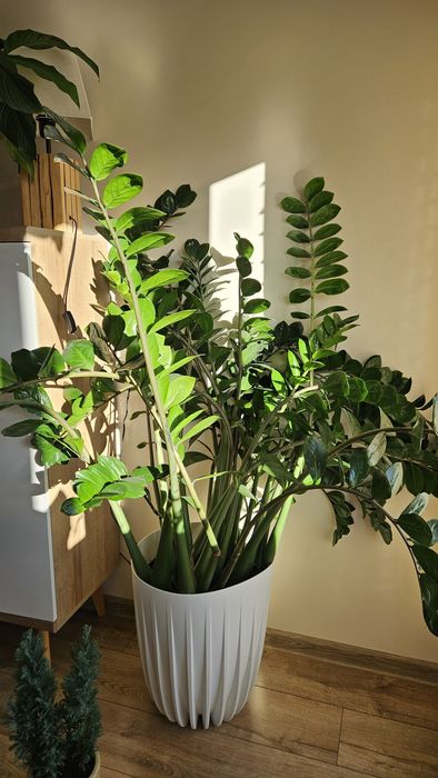 Zamiokulkas zamolistny (Zamioculcas zamiifolia) 150 cm