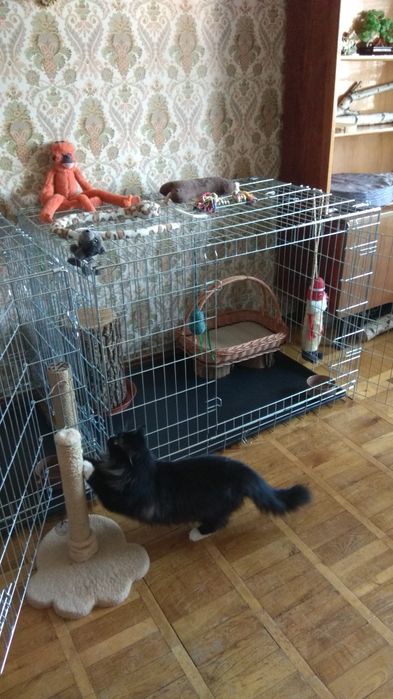 Перетримка котиків, домашній готель - передержка