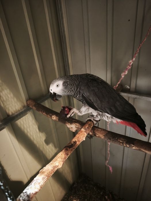 Troco papagaio fêmea com 4 anos