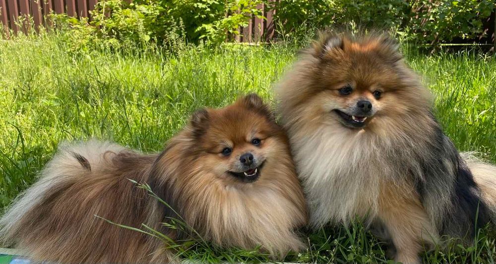 Вязка померанского шпица, кобели на выбор. КСУ-FCI