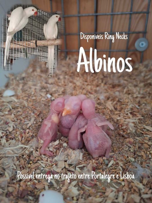 Ring necks albinos para criar à mão ou independentes