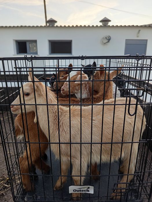 Últimos Cabritos e borregos disponíveis.