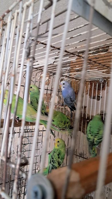 Caturras   forpus  periquitos australianos