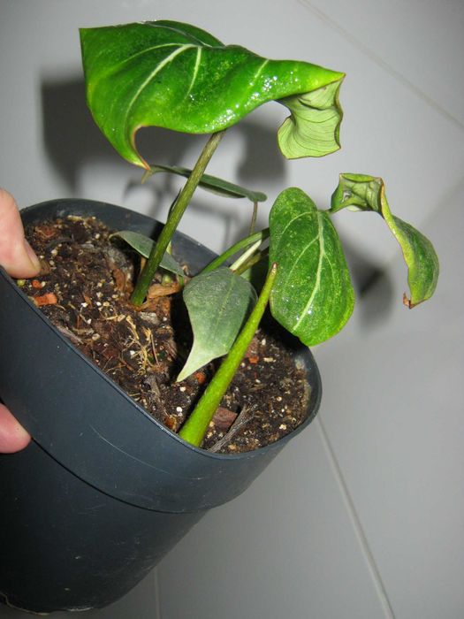 філодендрон глоріозум 5 діток в горщику