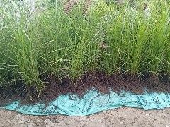 Мискантус Ред чиф, выкопка, розница и опт