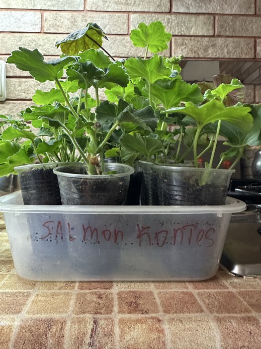 Пеларгонія сортова.