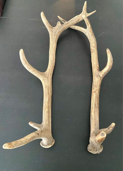 Par de hastes (chifres) de veado naturais – 12 pontas