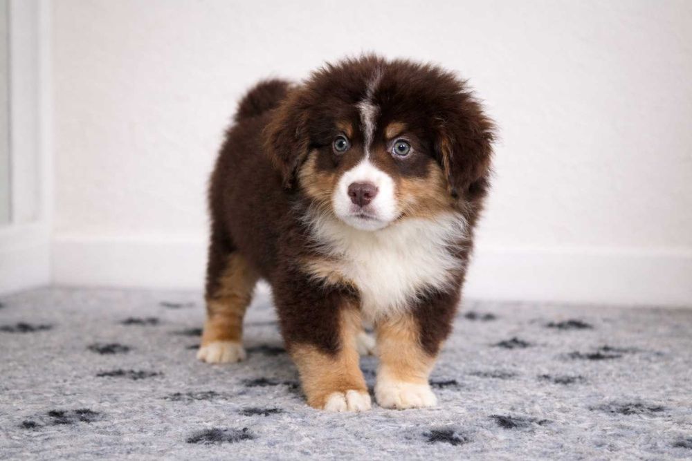 Pastor Americano Miniatura - Mini Pastor Austaliano