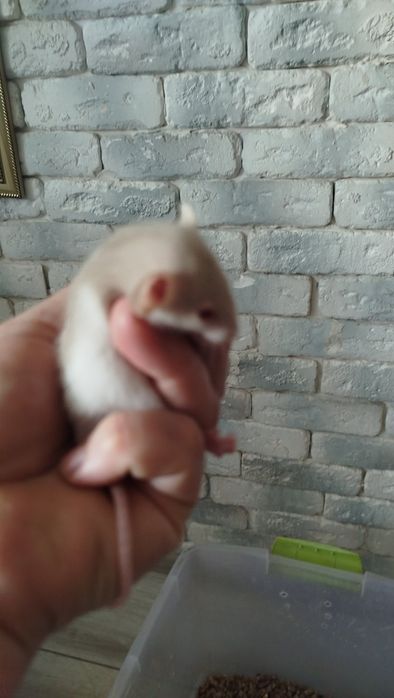 Щурики  породи Дамбо