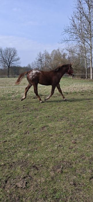 Klaczka tarantka tarant