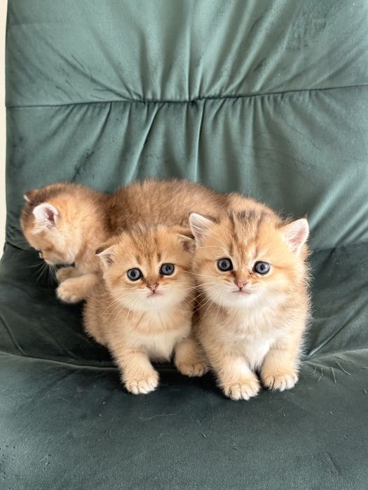 Скотіш Фолд! Шотландські вислоухі кошенята! Золоті  Шиншили