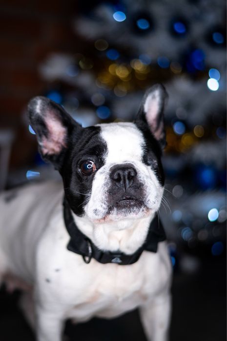 Buldog francuski Didi szuka domu