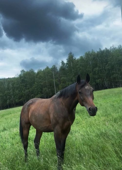 Sprzedam konia klacz