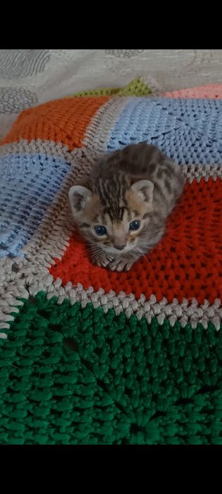 Пропоную до бронювання маленьку гарненьку чістокровну бенгальску кицю