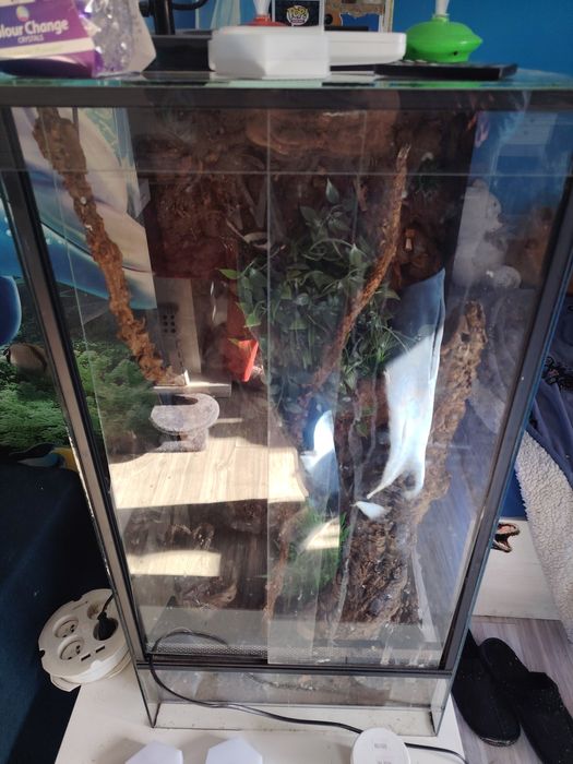Terarium dla gekona ożeśowego
