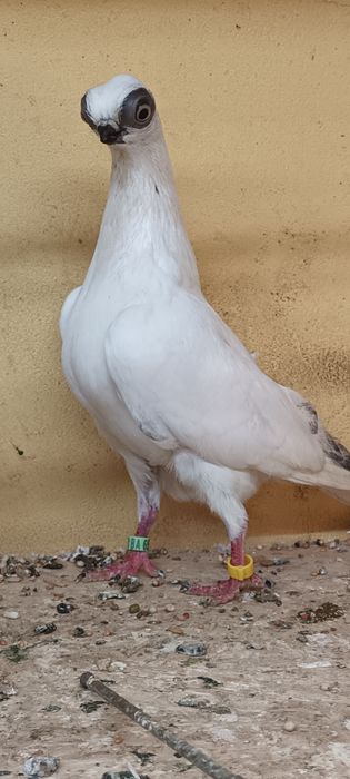 Samniec szek z 25 na białym ogonie.