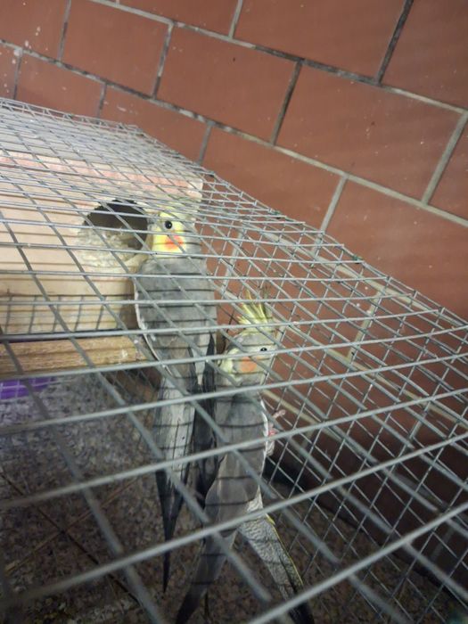 Casal caturras reprodutoras