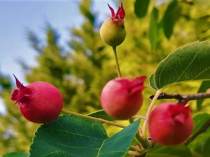 Amelanchier ovalis